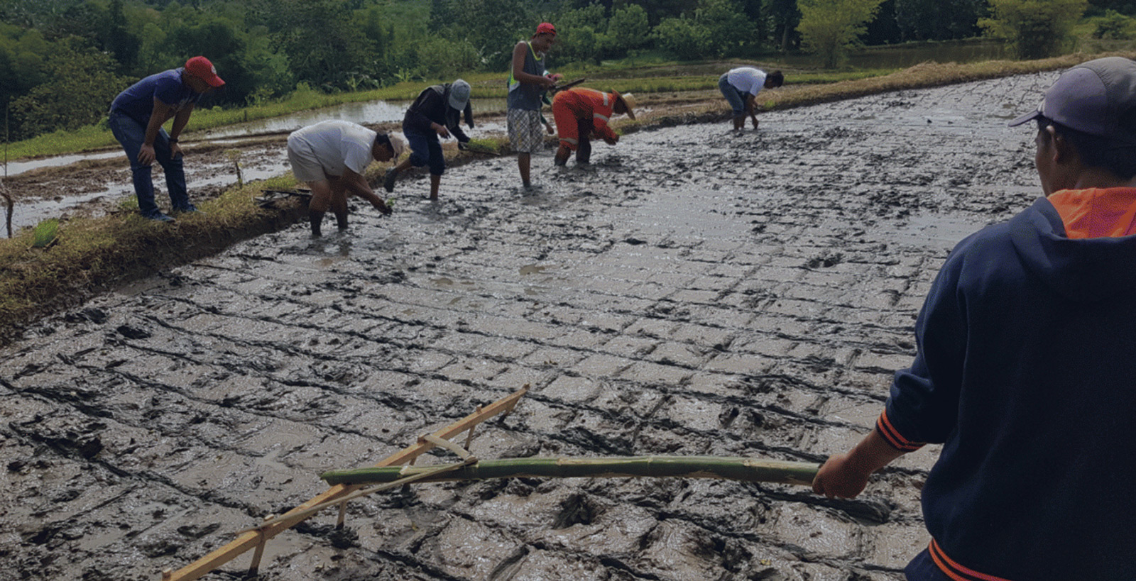 Growing Safe, Affordable Organic Rice in the Philippines!