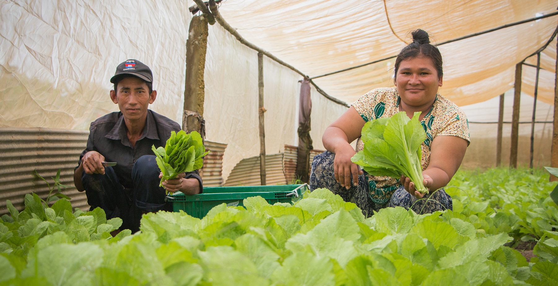 Breaking the Cycle of Chemicals and Debt: Organic Farming in Cambodia