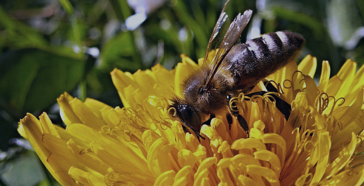 “No Tree, No Bee, No Honey, No Money” – Creating a Sustainable Supply Chain of Organic Honey in Ethiopia