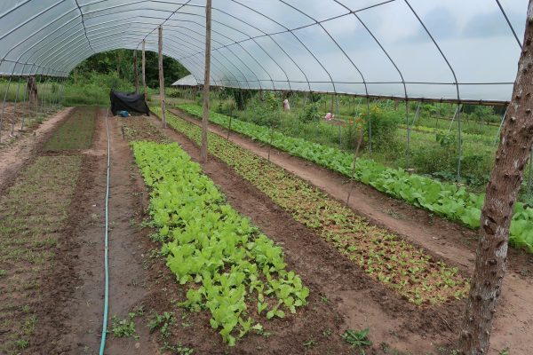 Organic farmers from Laos