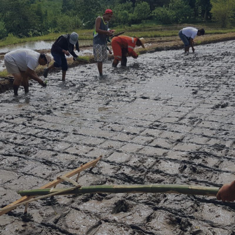 Growing High Quality, Safe, Affordable Organic Rice in the Philippines