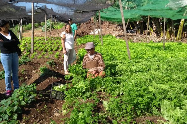 community-gardens-sao-paulo