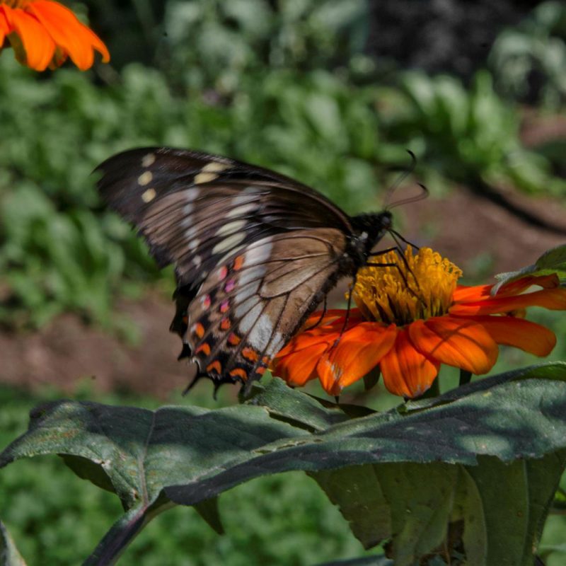 community-gardens-sao-paulo