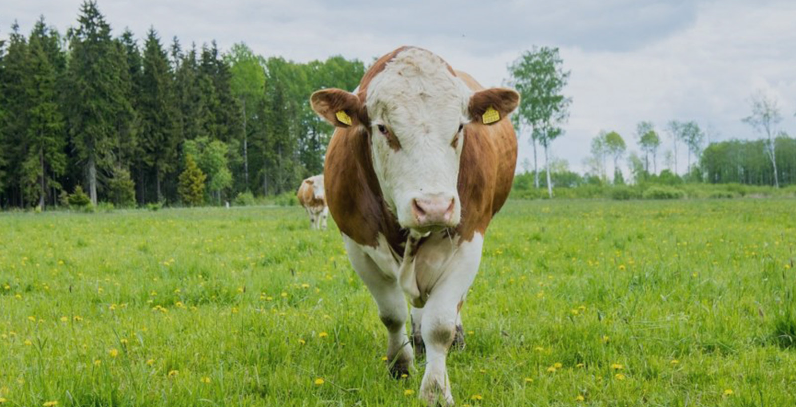 Estonia Organic Grass-Fed Beef: Working With What Nature Provides