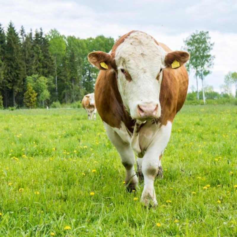 An Organic Grass-Fed Beef Quality Scheme in Estonia!