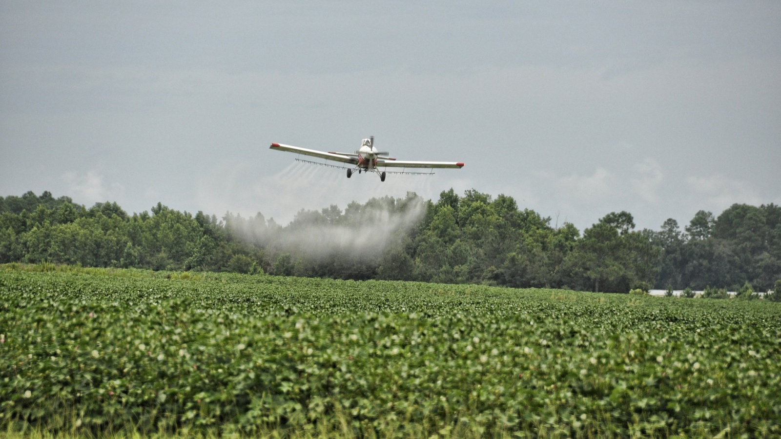 The Toxic Trail of Glyphosate – and The Organic Methods to Manage Weeds