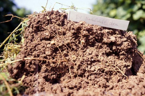 World Soil Day: How Organic can be a Solution to Soil Pollution