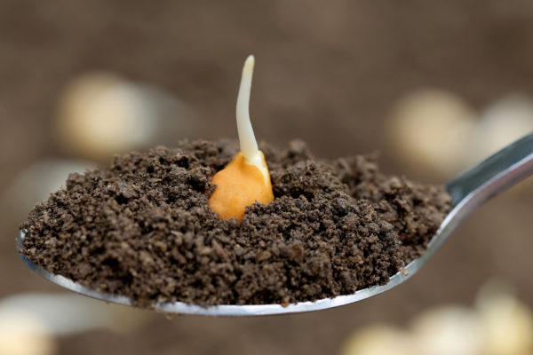 World Soil Day: How Organic can be a Solution to Soil Pollution