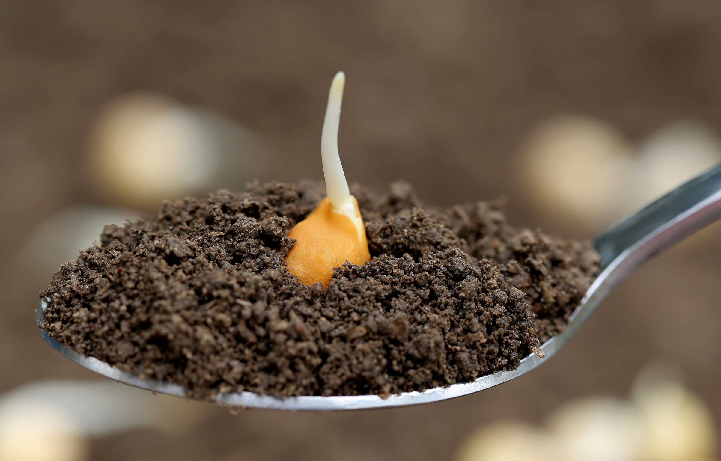 World Soil Day: How Organic can be a Solution to Soil Pollution