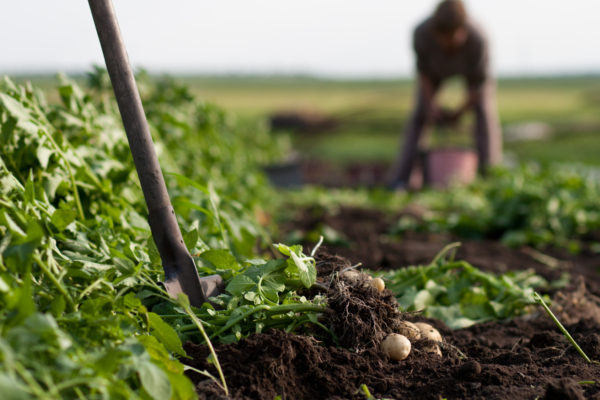 World Soil Day: How Organic can be a Solution to Soil Pollution