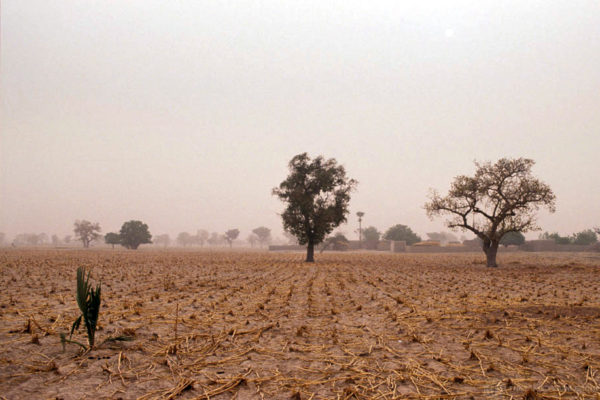 World Soil Day: How Organic can be a Solution to Soil Pollution