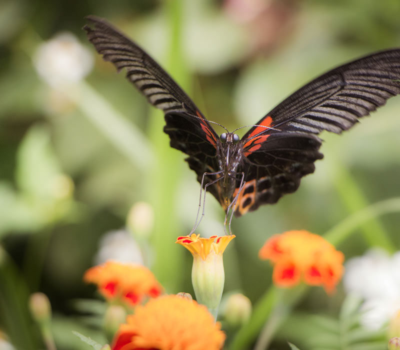 biodiversity-food-health