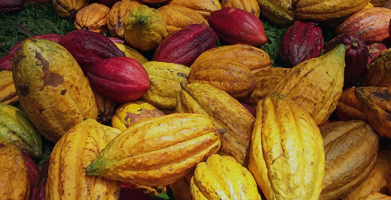 Cultivating Cacao – a Female Farmer Carries on the Family Trade, Organically!