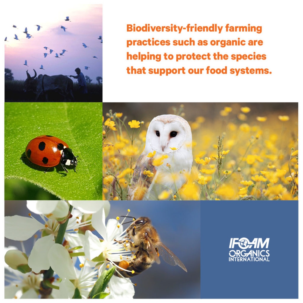 Our Biodiversity, Our Food, Our Health, Our Planet Biology Diagrams