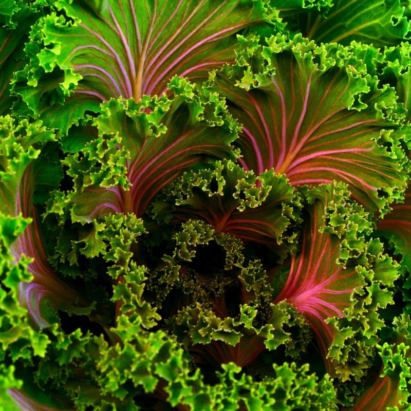 kale_avoid-dirty-dozen-chose-organic_Featured