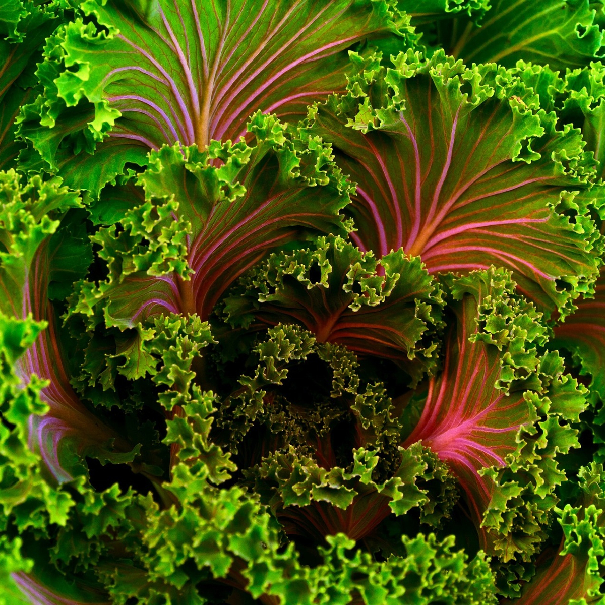 “Organic Delivers!” Health in a Holistic Sense