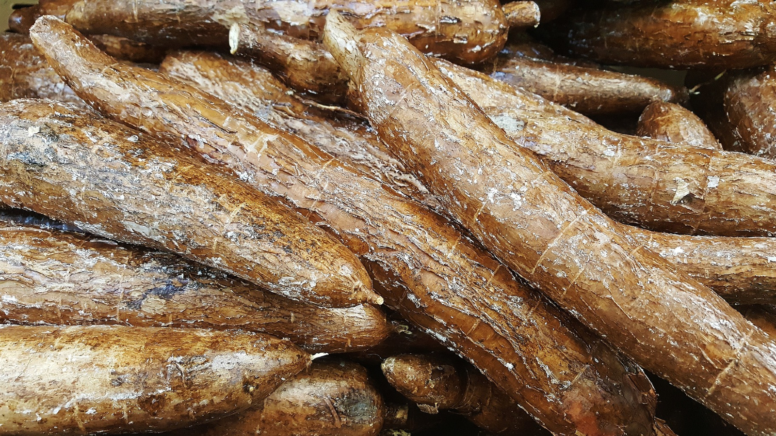Organic Cassava, the Bread of the Tropics
