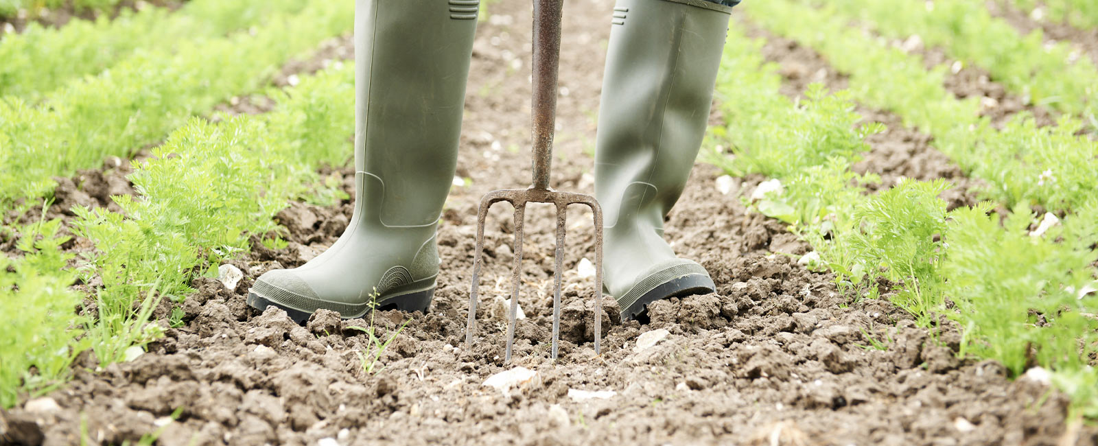 Why we need to restore and maintain healthy soils to achieve the Sustainable Development Goals