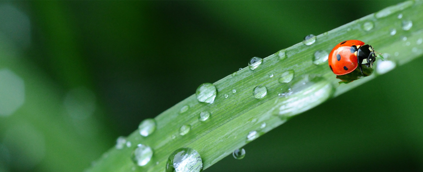 Study Finds Agriculture 48 Times More Toxic to Insects Than 25 Years Ago