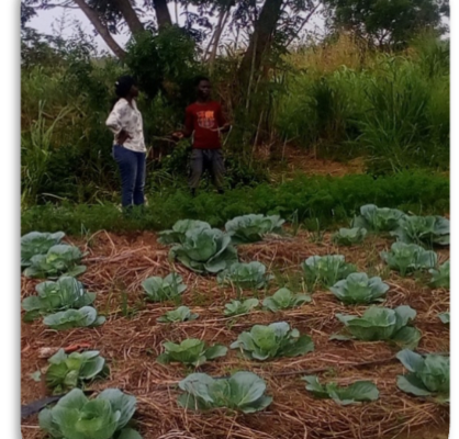 Green Acres Farm4