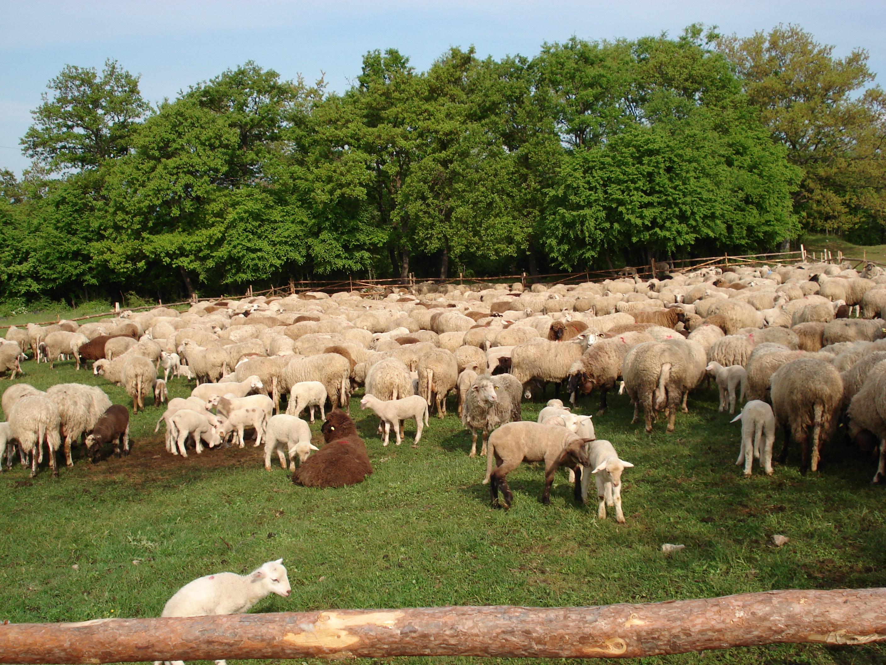 Walnuts, Cheese, and Agro-Ecological Agriculture: A Chilean Farmer Explains!