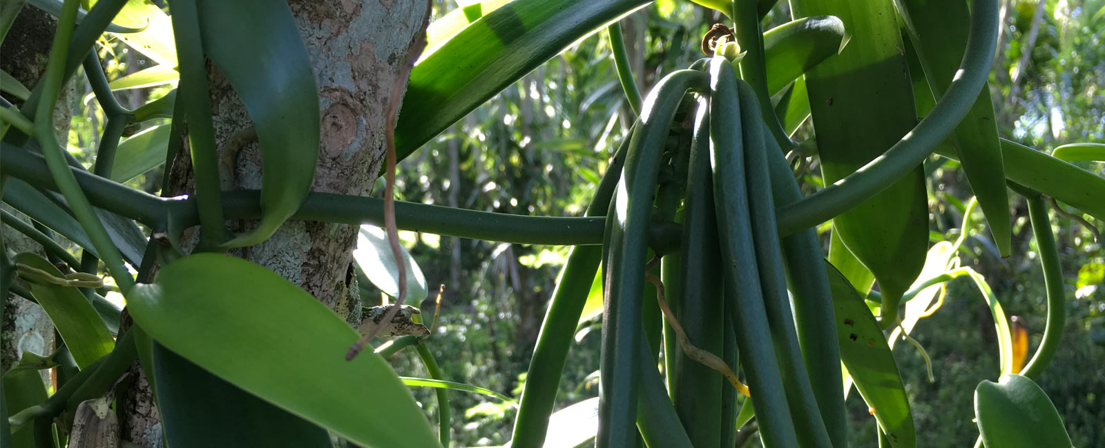 Organic vanilla in Niue: empowerment and legacy for Maryanne Talagi