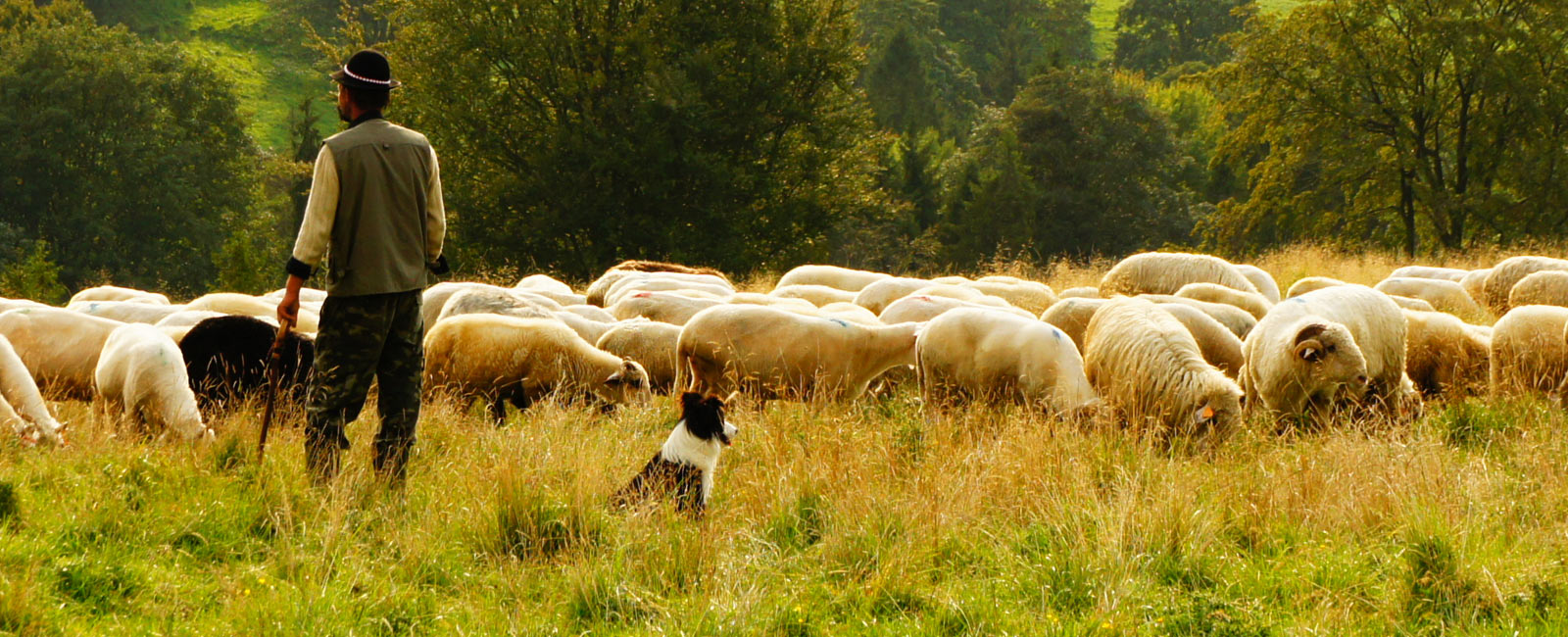 Let’s increase organic EU land and consumption by 20%!