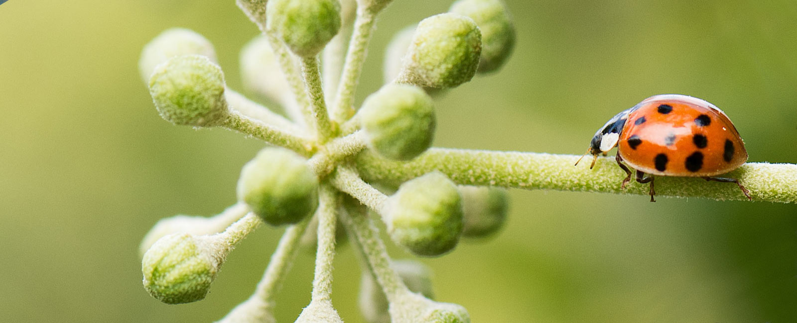 Growing food, community and biodiversity