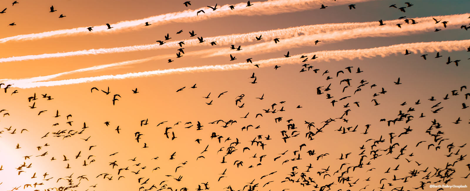 Migratory Birds: The Phenomenal Global Citizens