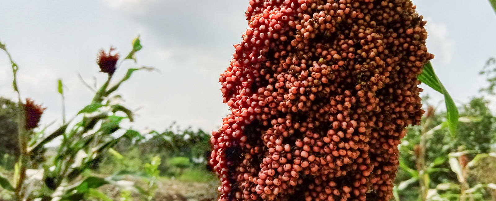 Ensuring Food Sovereignty and Strengthening Livelihoods in Uganda Organically!