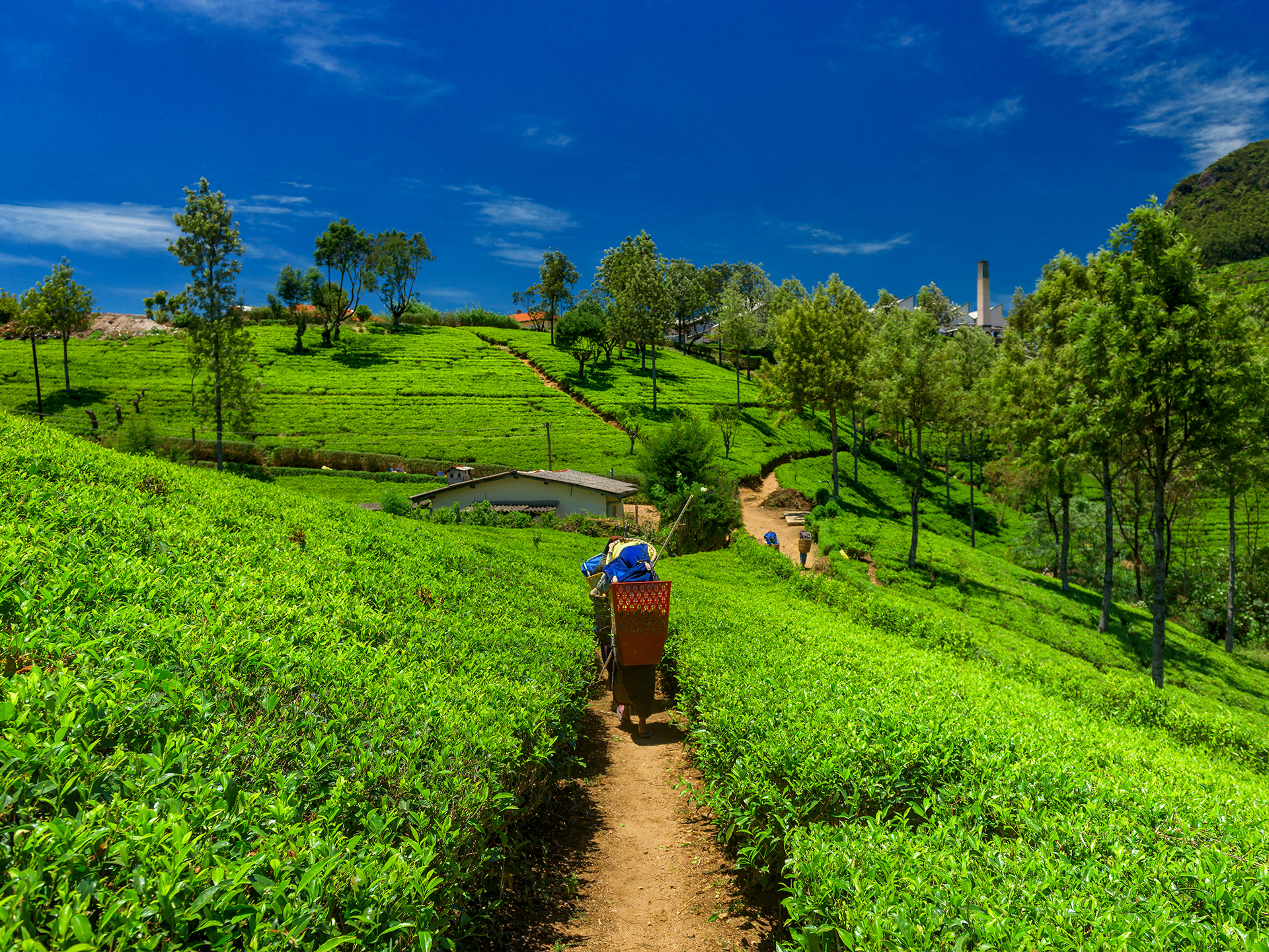 Why We Cannot Blame the Sri Lankan Crisis on Organic Farming