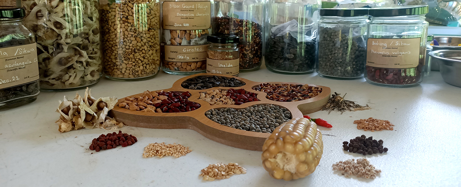 Putting Seed Sovereignty Back in the Hands of the Community