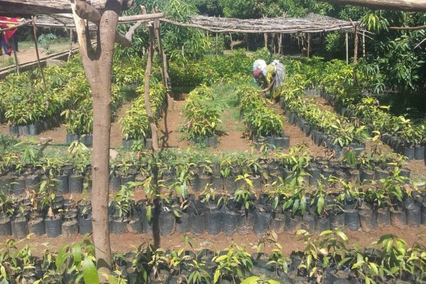 Seedling Preparation Credit Negash Hailay