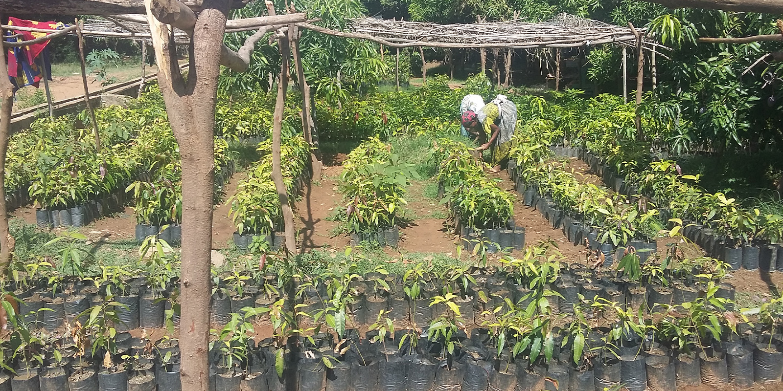 A Phenomenal Woman Who Transformed Stones Into Fruits in Northern Ethiopia