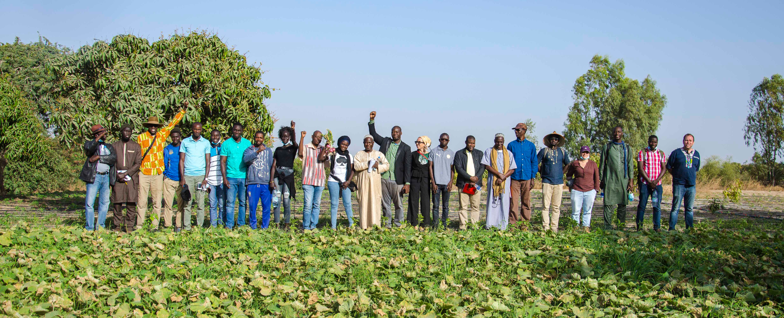 How FENAB Uses Collaboration to Further the Development of Organic in Senegal