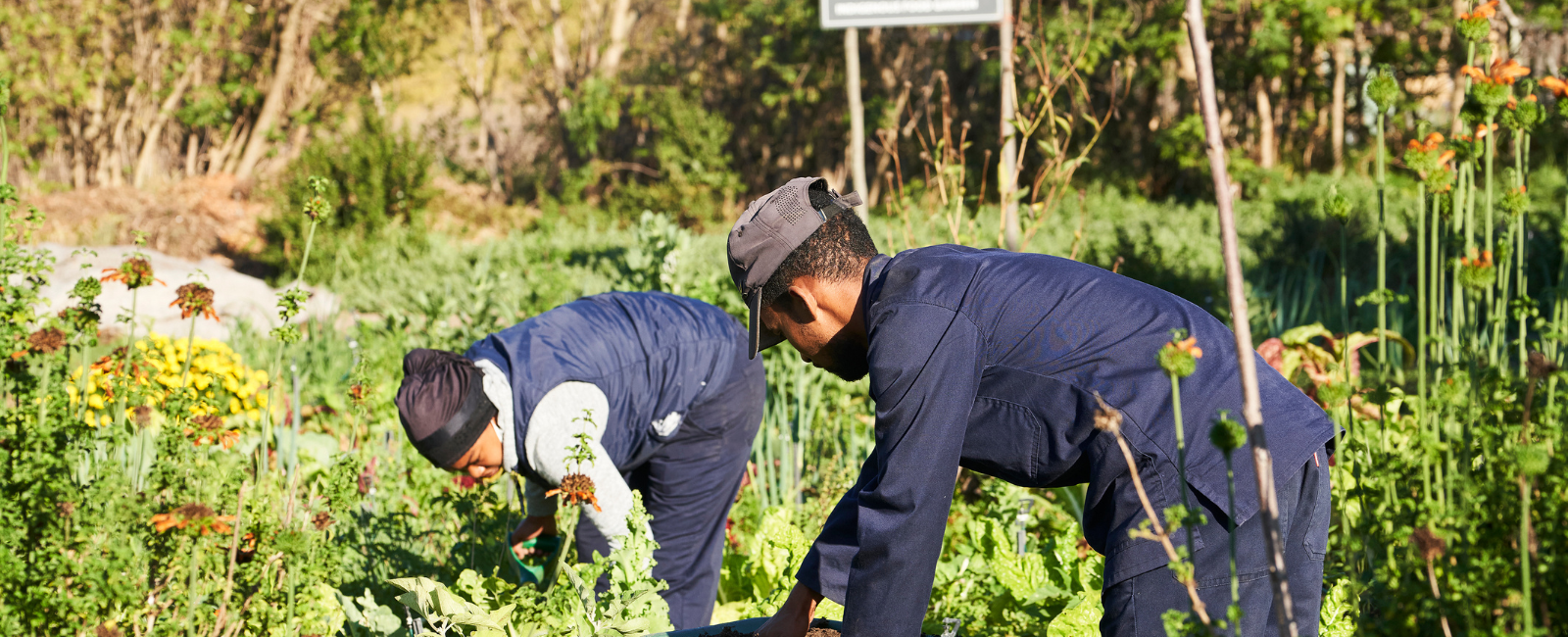 How SAOSO Is Strengthening Organic in Southern Africa!