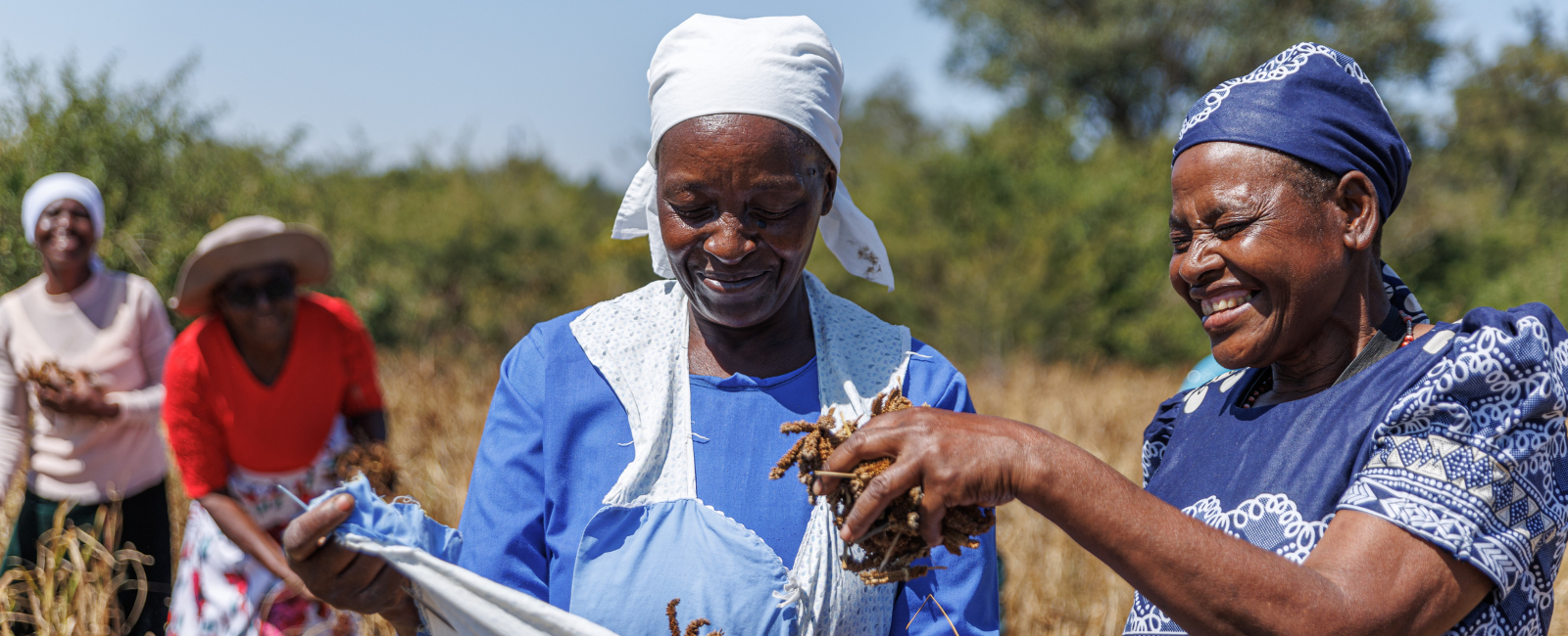 Resuscitating Zimbabwe’s Traditional Crops 