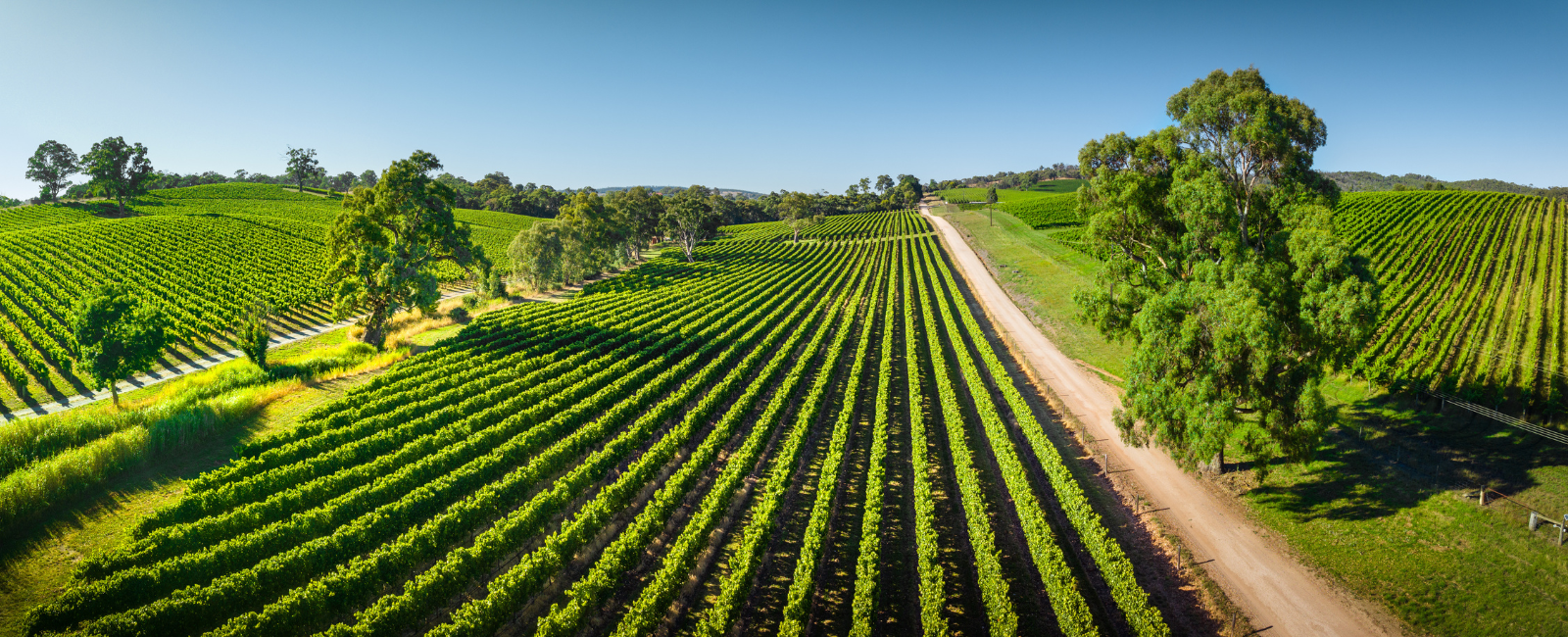 How Australian Organic Limited Safeguards and Promotes the Organic Sector at Home