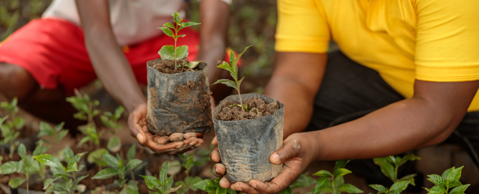 Planting Trees Is Everybody’s Business