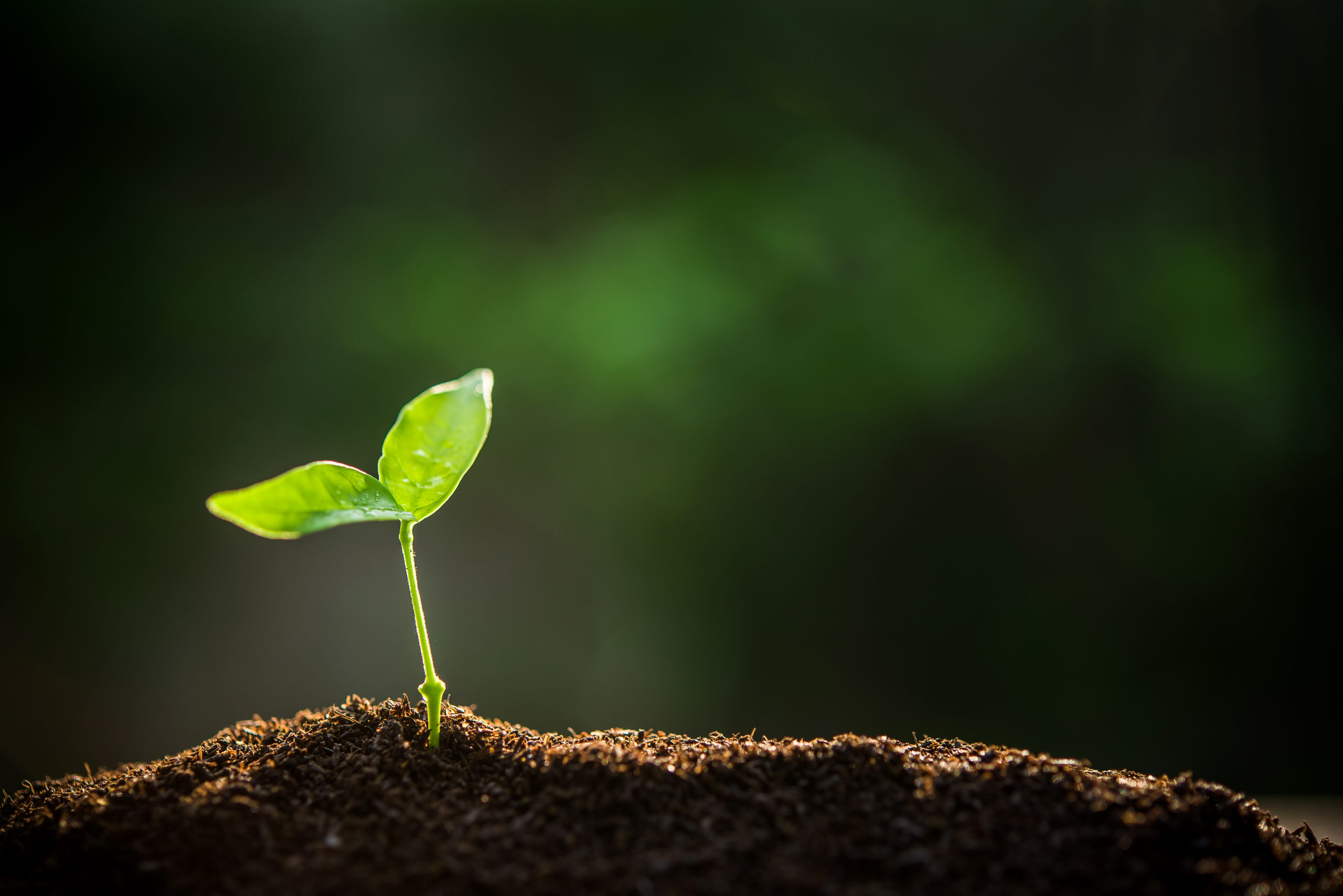a sprout growing in soil