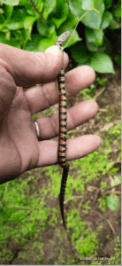 Hand holding a red-bellied annulated keelback