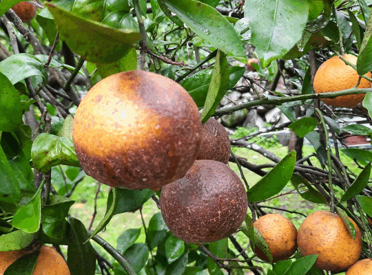 organic mandarins with darkened skin