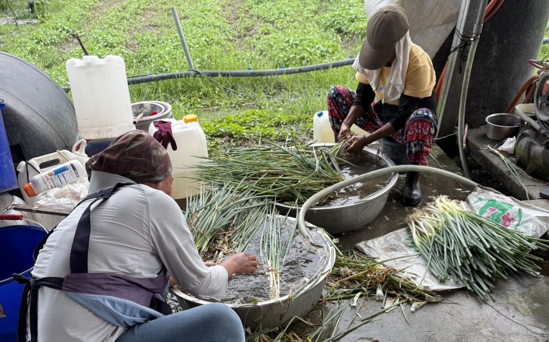 In the Pangcah of Ami Organic Farmers